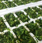 Fragrant Thai Green Curry Paste